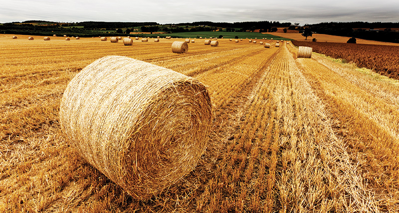 photo of wheat field